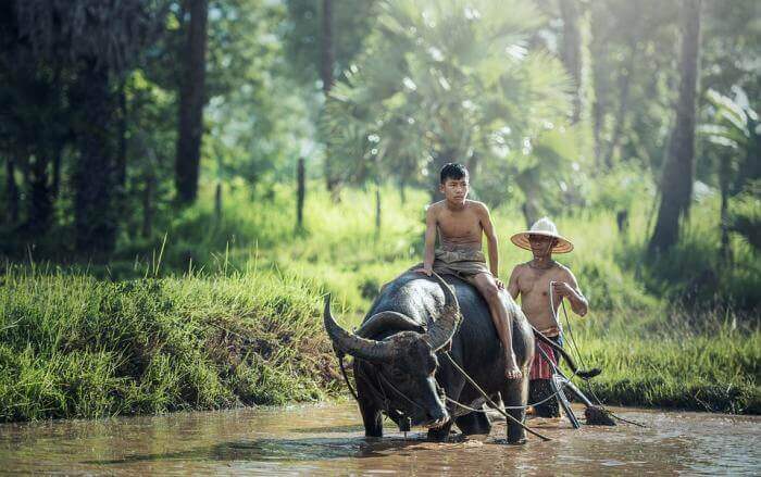 Mơ thấy con trâu có điềm gì và đánh số nào mau vào bờ 1127976413